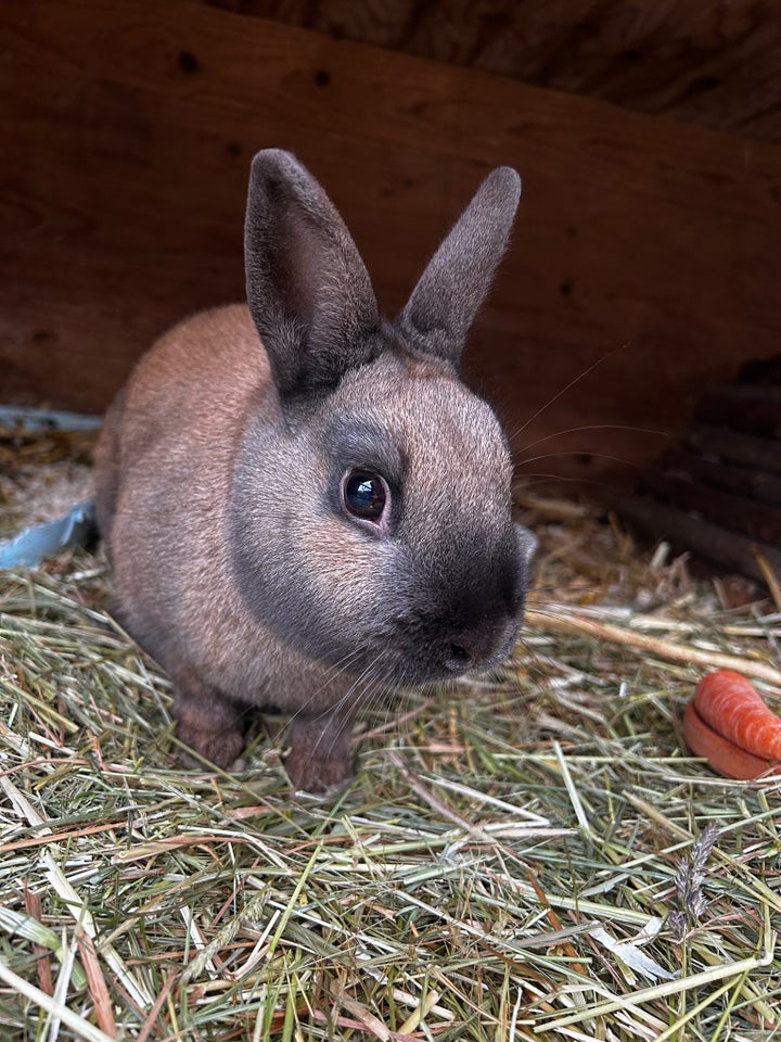 Kanin, Hermelin, 2 år