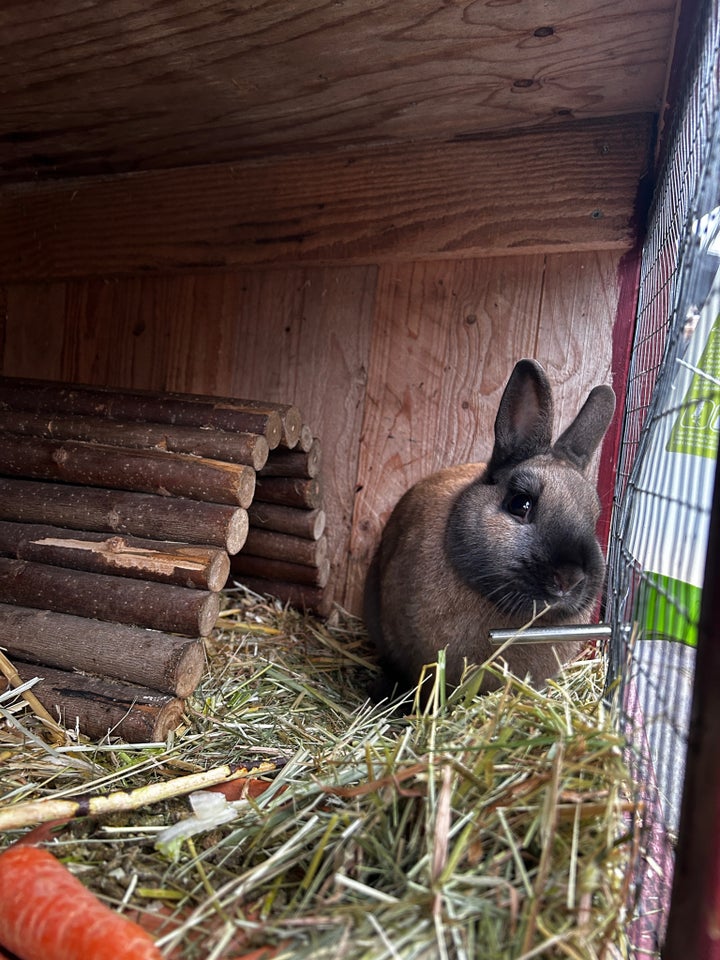 Kanin, Hermelin, 2 år