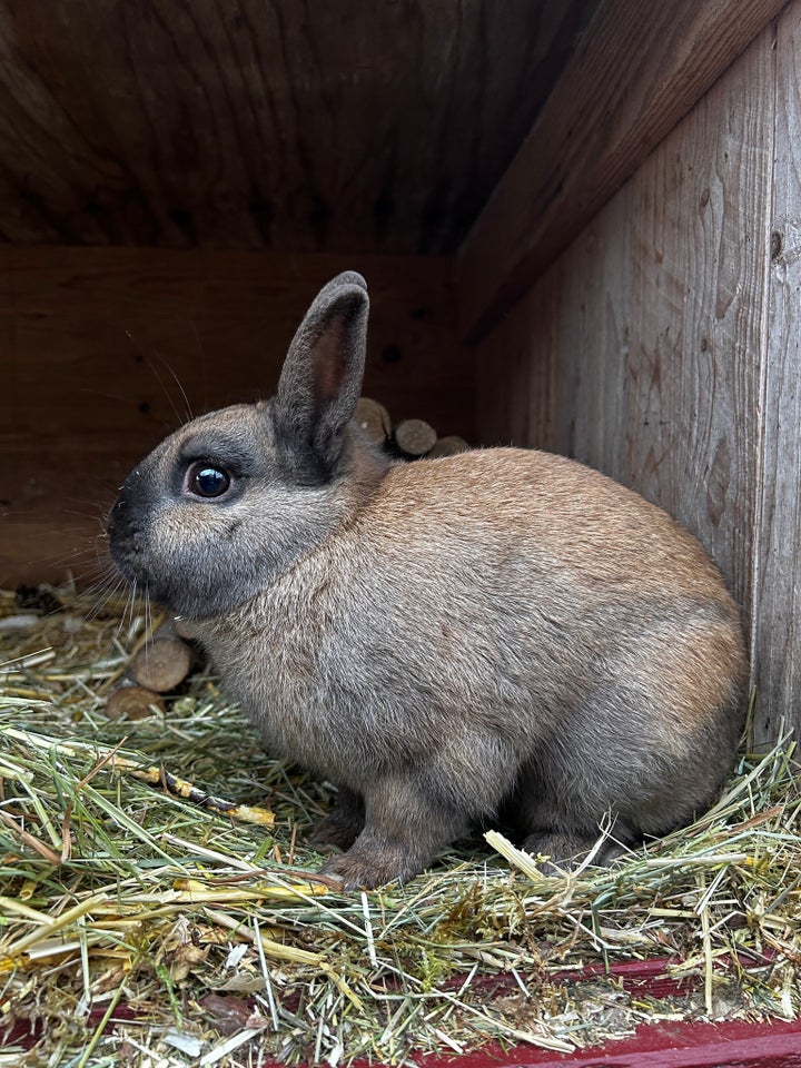 Kanin, Hermelin, 2 år