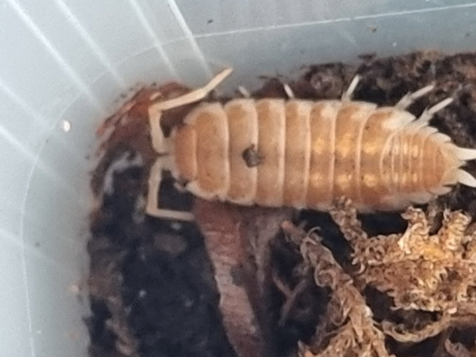 Andet krybdyr porcellio ornatus