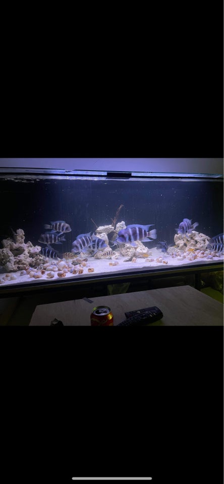 Akvarium 900 liter b: 200 d: 75 h: