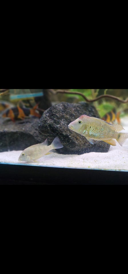 Geophagus Steindachneri 2 stk