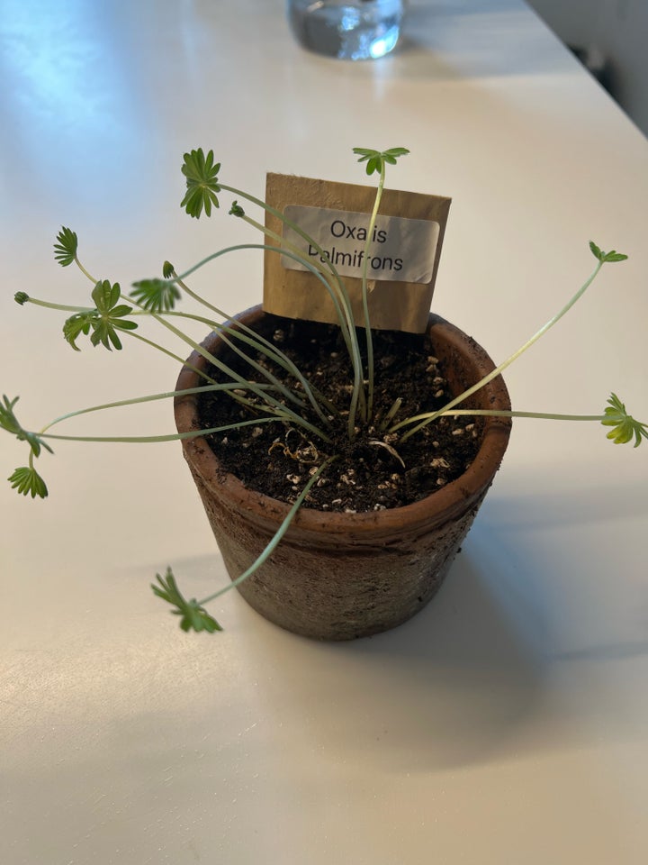 Sjælden plante, Oxalis palmifrons