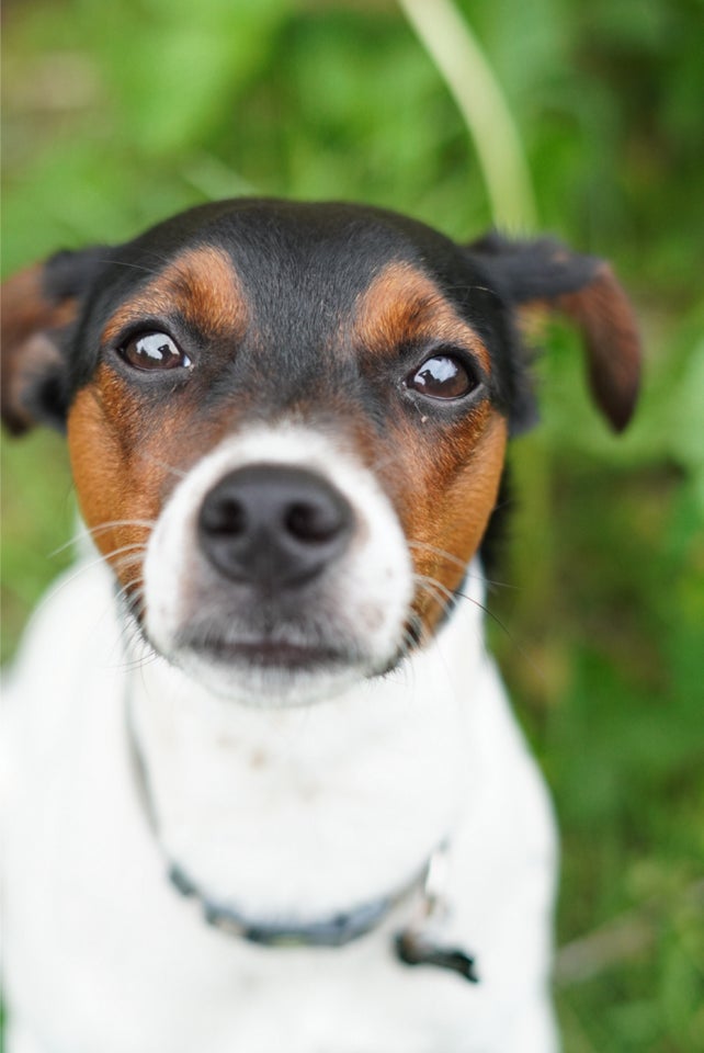 Dansk Svensk Gårdhund, hund, 12