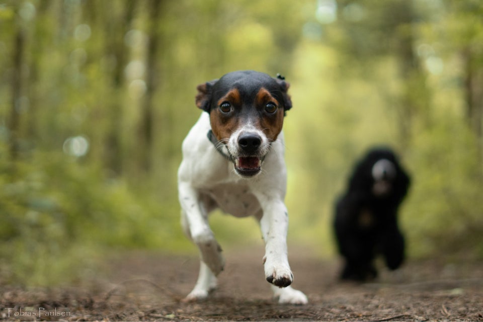 Dansk Svensk Gårdhund, hund, 12