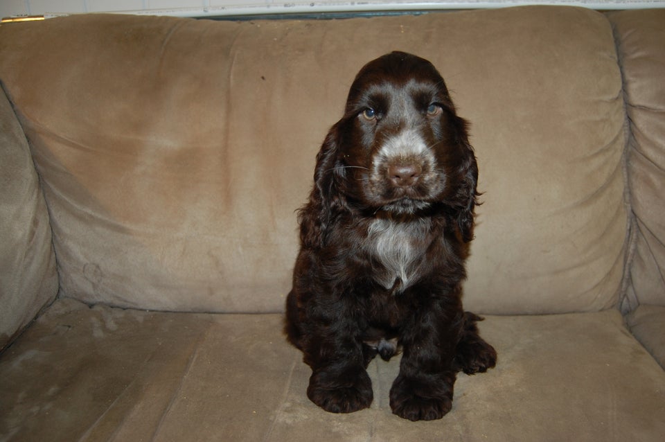 Cocker spaniel hvalpe 11 uger