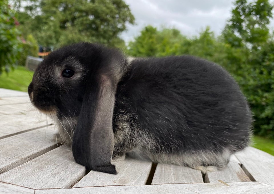 Kanin FRANSK VÆDDER HAN SORT