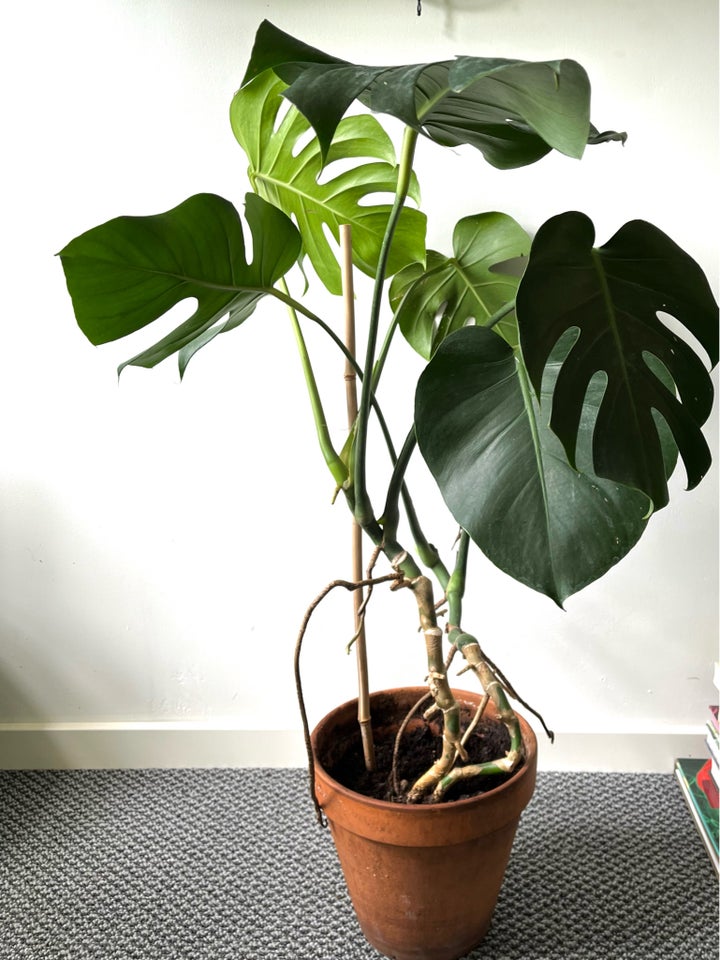 Stueplante Monstera