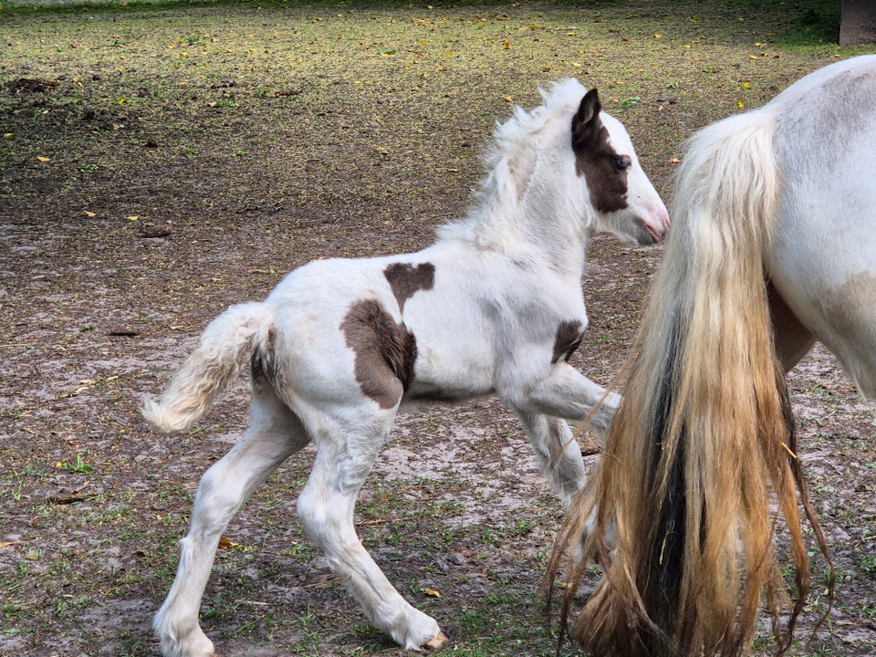 Irish Cob hingst 0 år