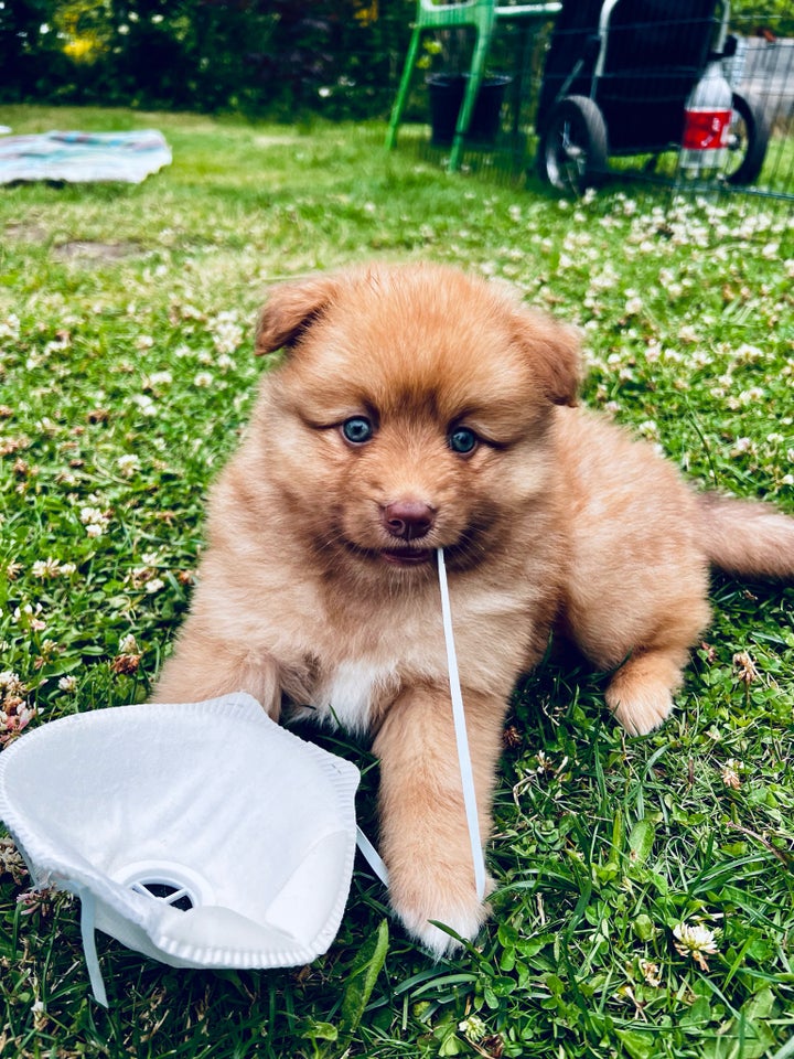 Pomsky/Mini Aussie/Mittelspitz