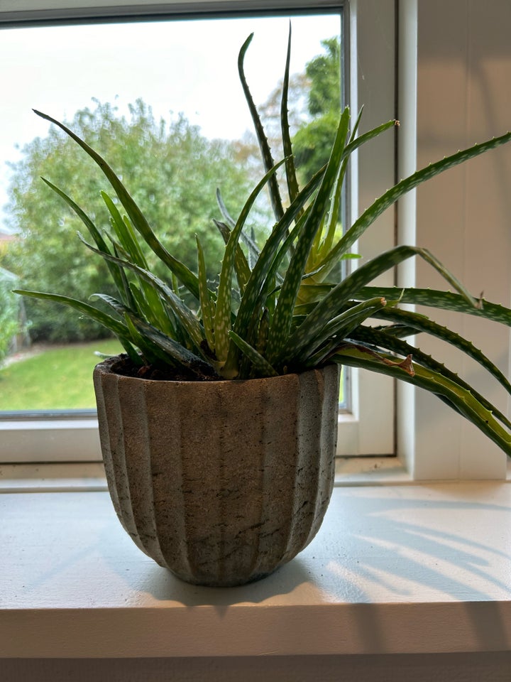 Aloe Vera