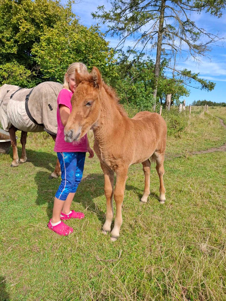 Islænder hingst 0 år