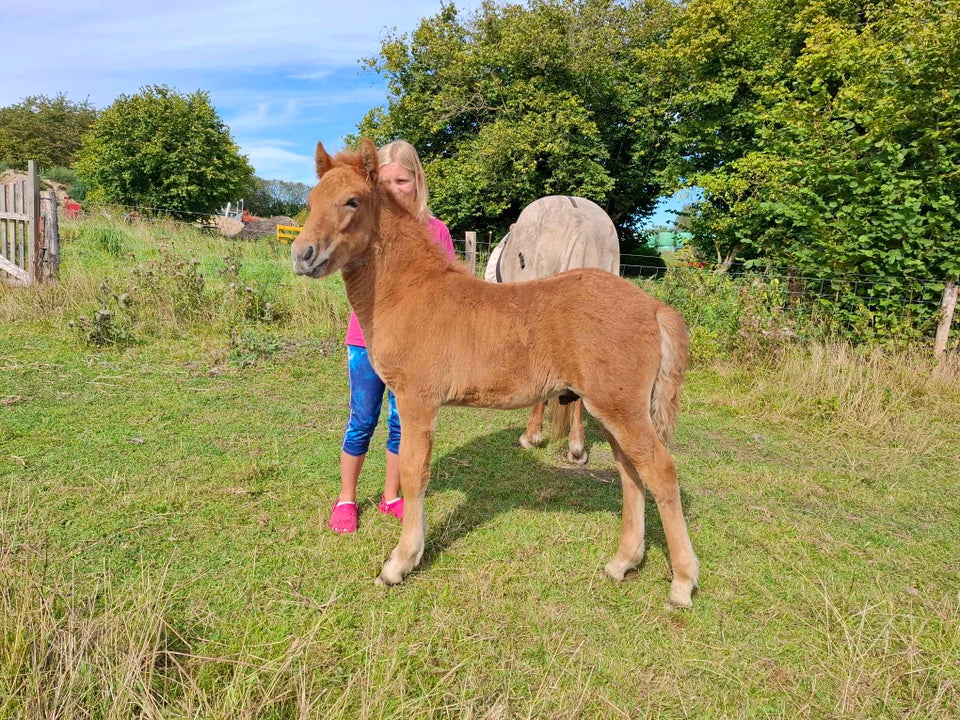 Islænder hingst 0 år