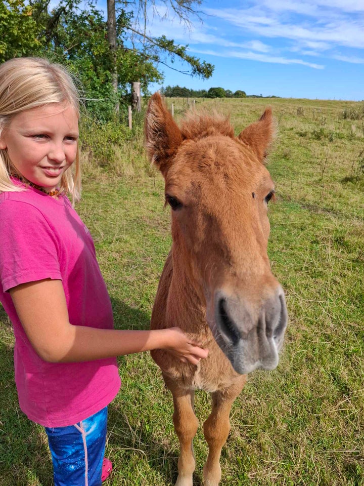 Islænder hingst 0 år