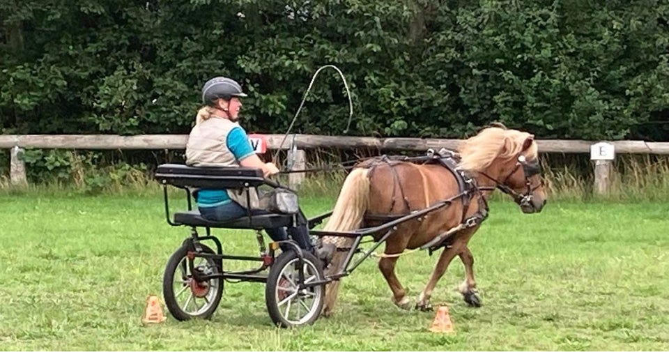 Shetlandspony, vallak, 9 år