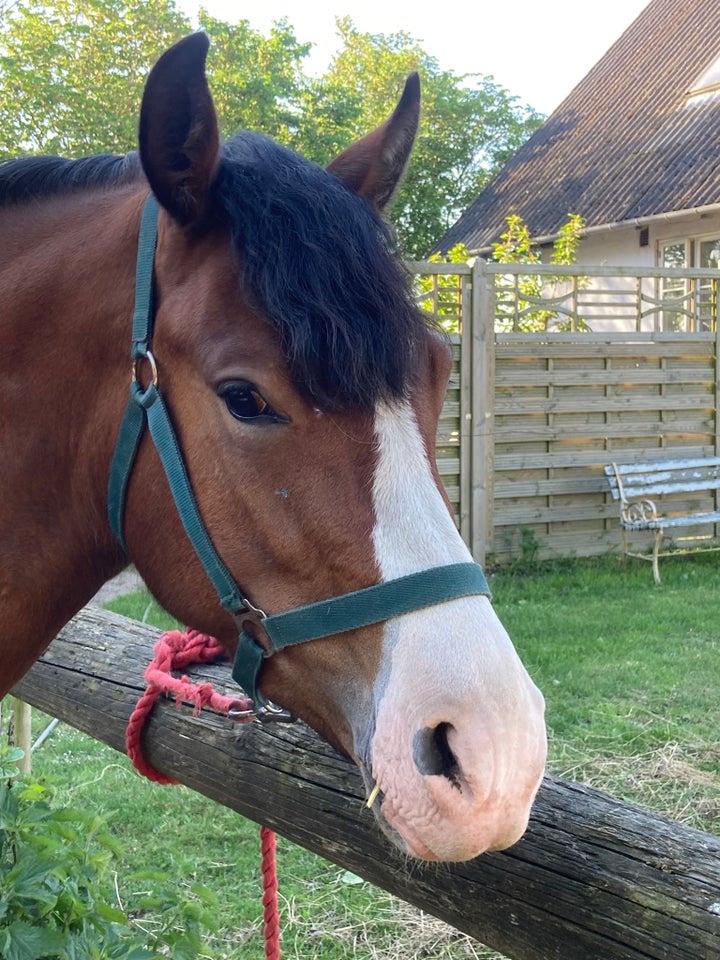 Welsh pony og Cob hoppe 3 år