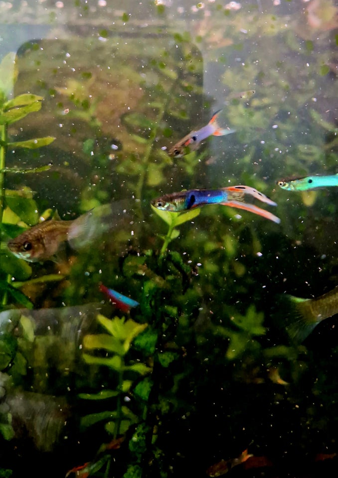 Endler guppy