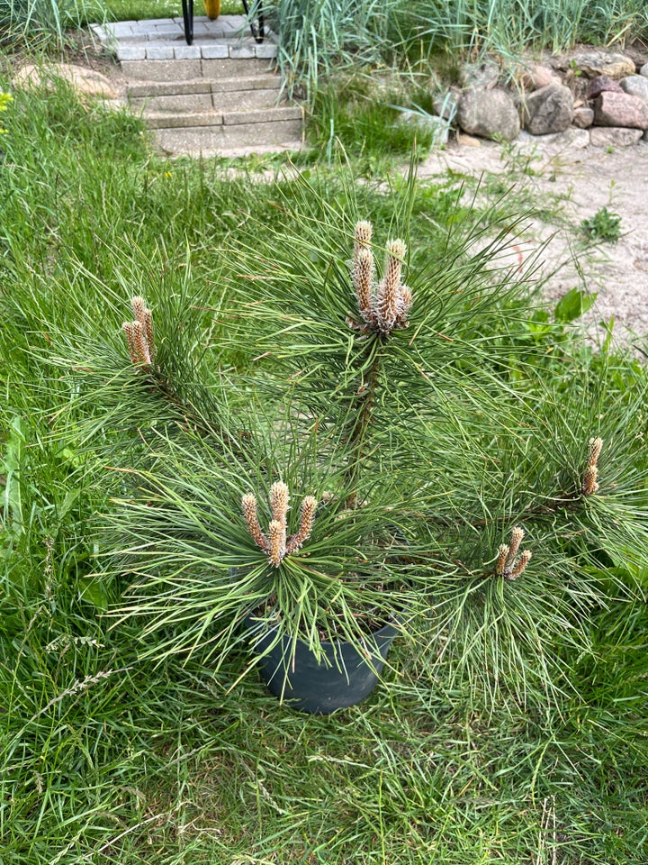 Østrigsk fyr (Pinus Nigra) 50-70cm