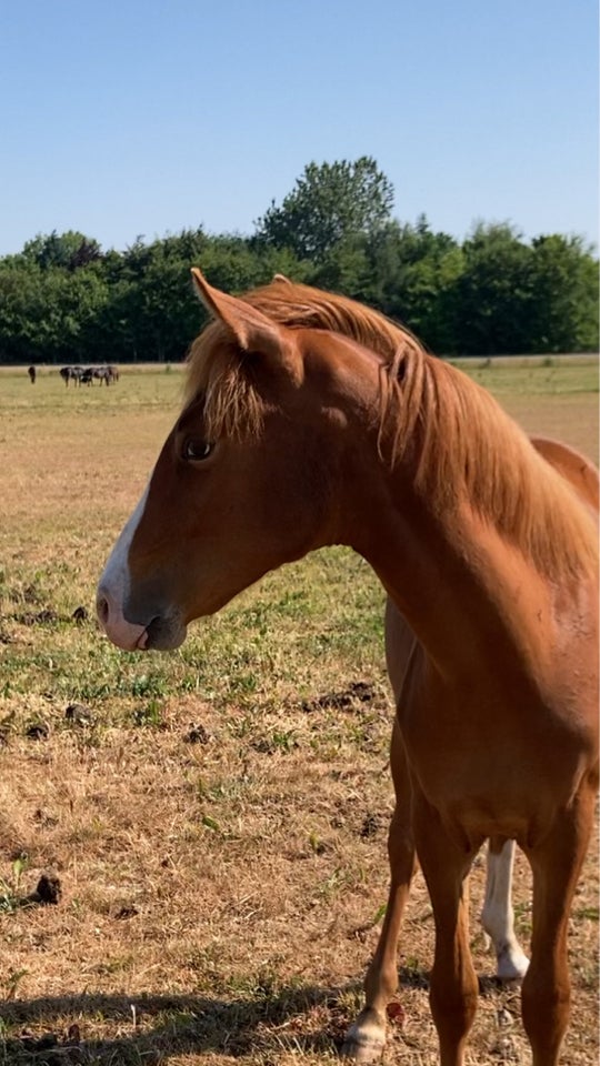 Tysk Pony, vallak, 2 år