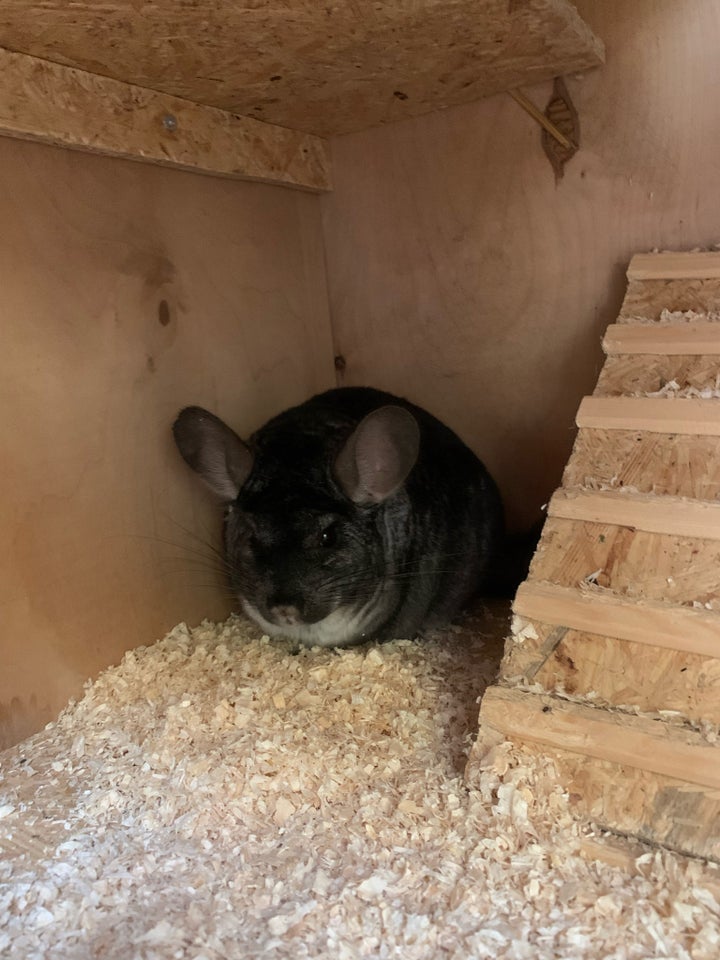 Chinchilla, Chinchilla, 3 år