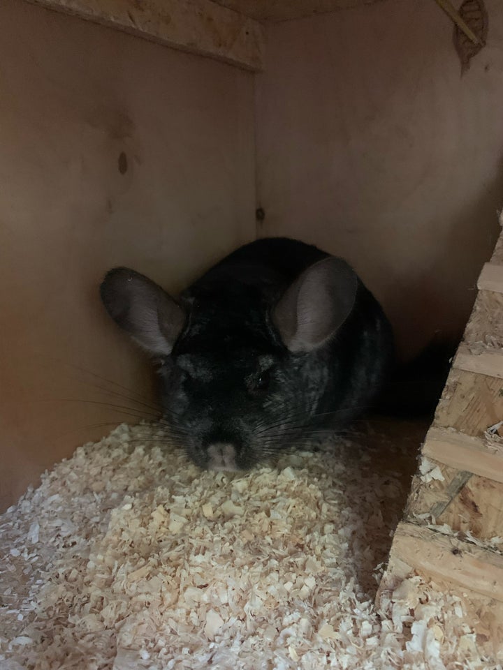 Chinchilla, Chinchilla, 3 år