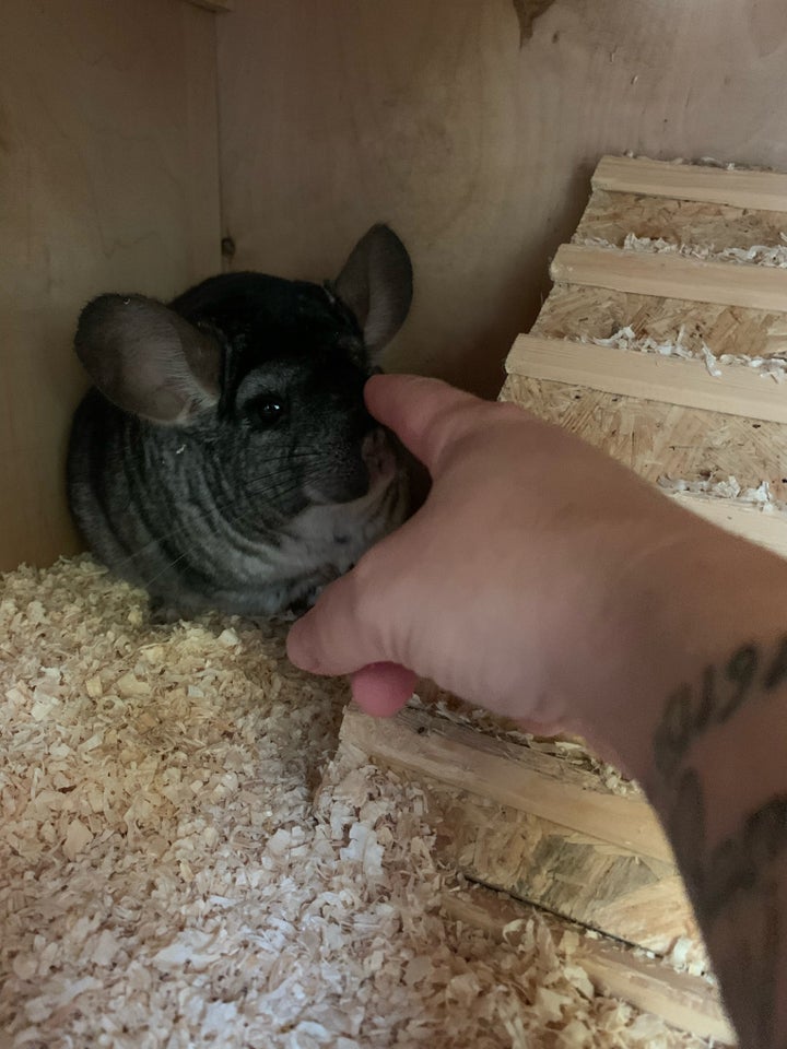 Chinchilla, Chinchilla, 3 år