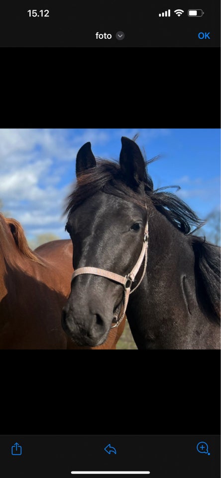 Blanding, hoppe, 1 år