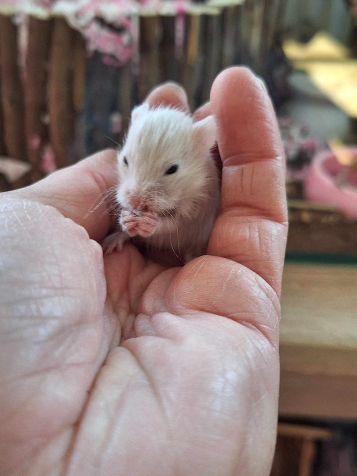 Hamster Guldhamster 0 år