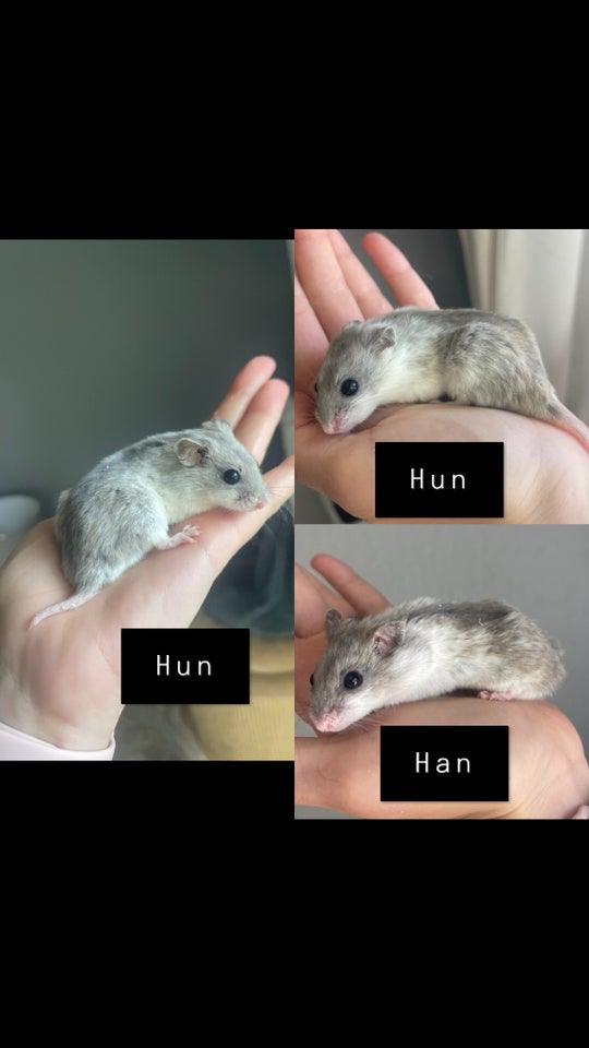 Hamster Kinesisk dværghamster  0