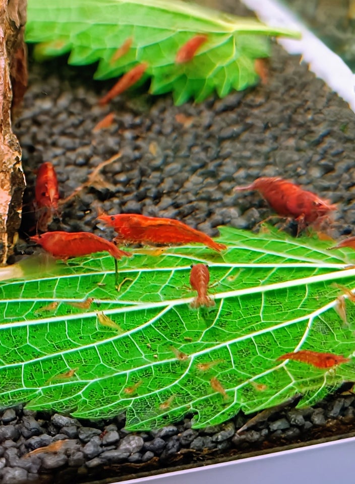 Neocaridina Davidii, Fire Red