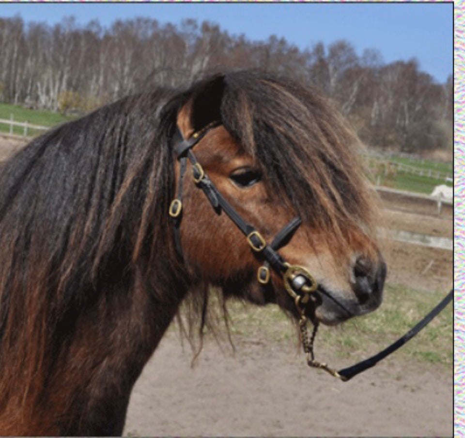 Shetlandspony hingst 16 år