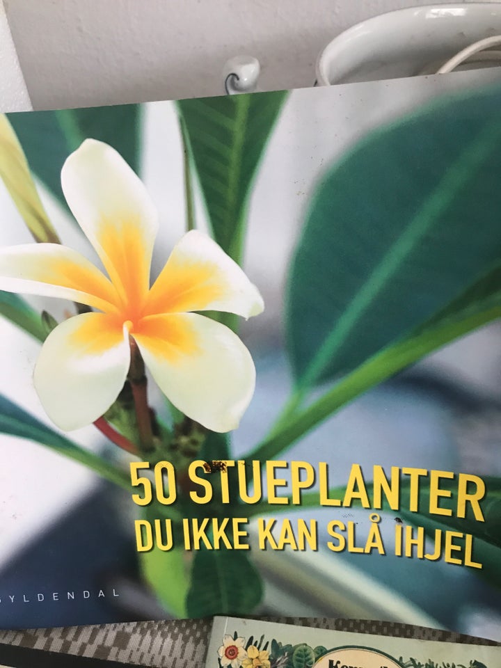 Stueplanter du ikke kan slå ihjel. M