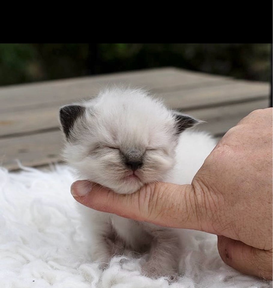 Munchkin ragdoll