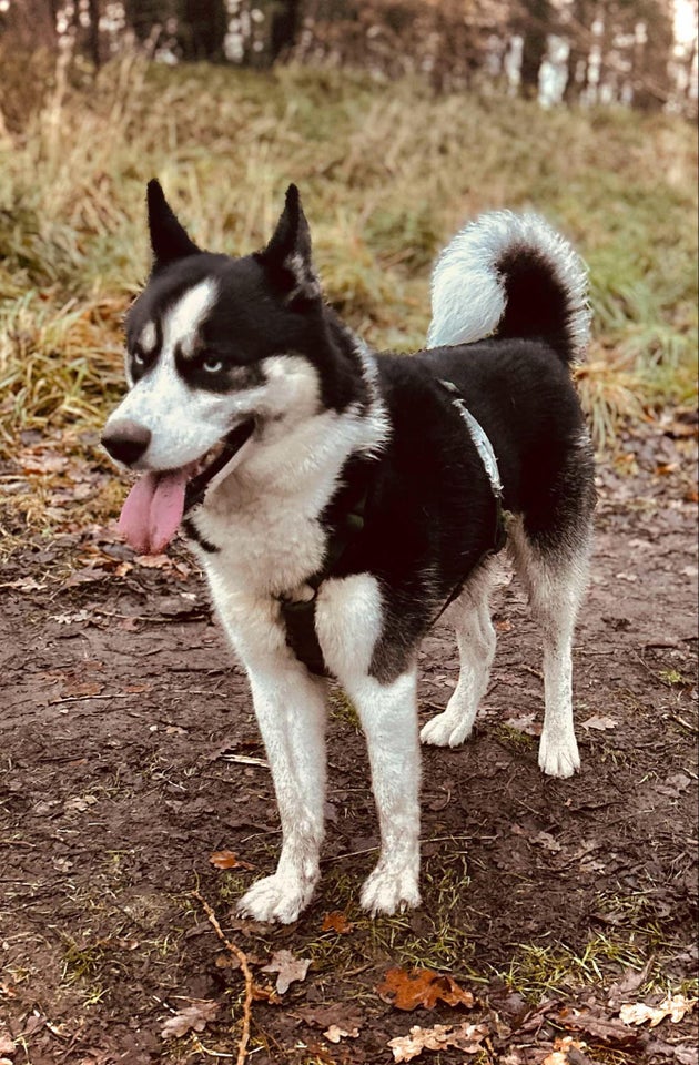 Sibirien husky, hund, 3 år