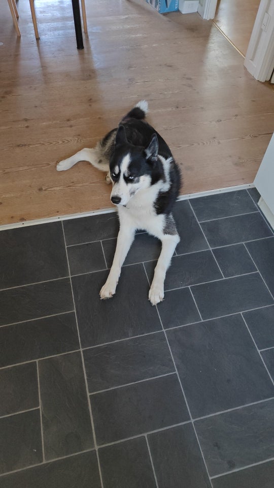 Sibirien husky, hund, 3 år