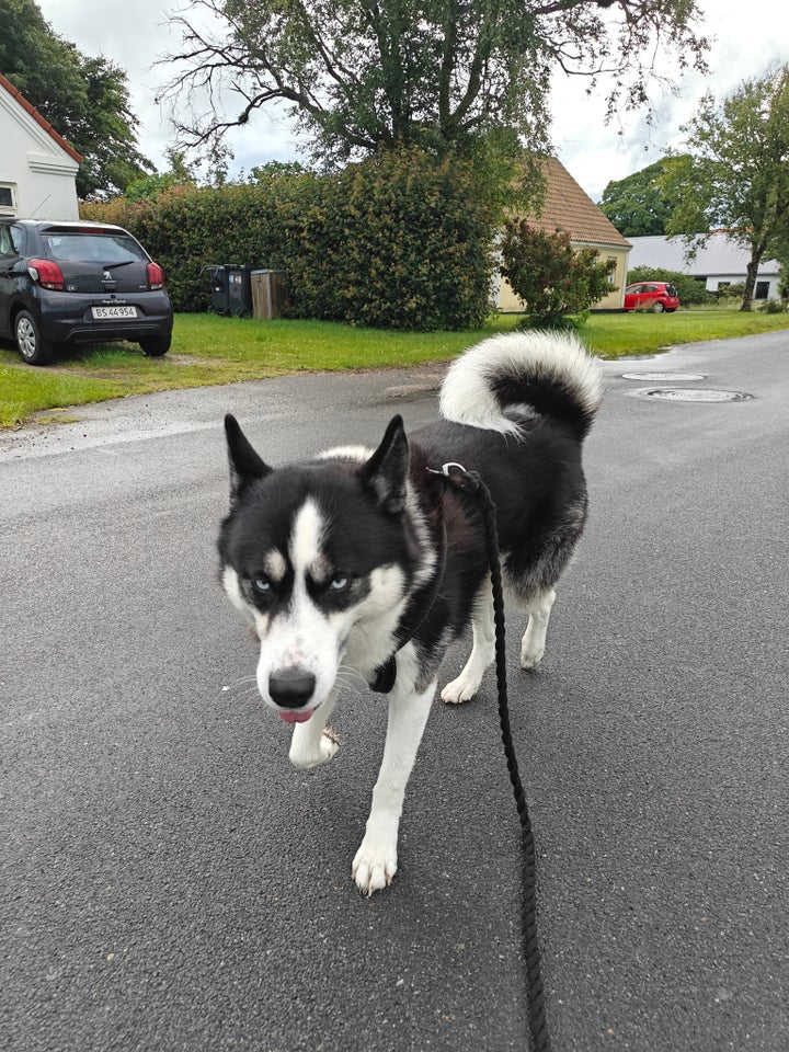 Sibirien husky, hund, 3 år