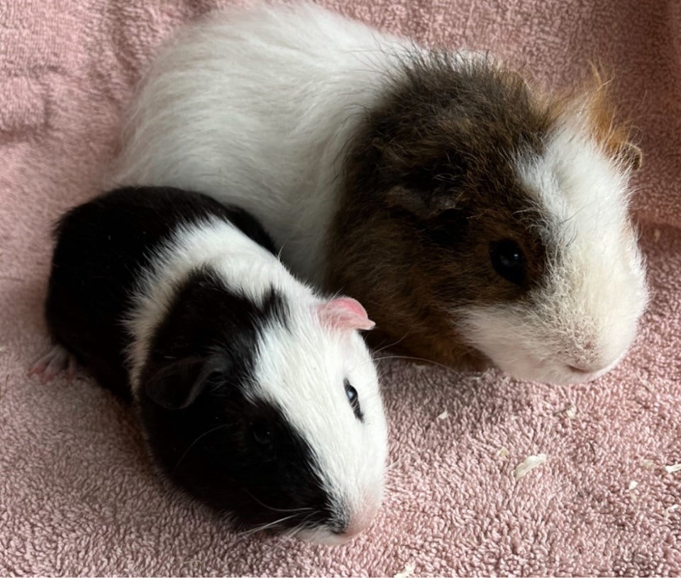 Marsvin, Teddy  glathåret, 0 år