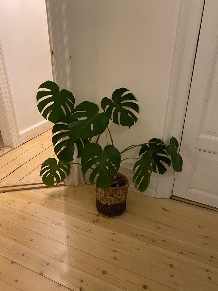 Monstera plante , Monstera