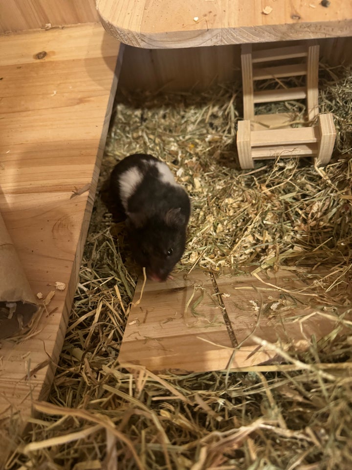 Hamster, 1 år