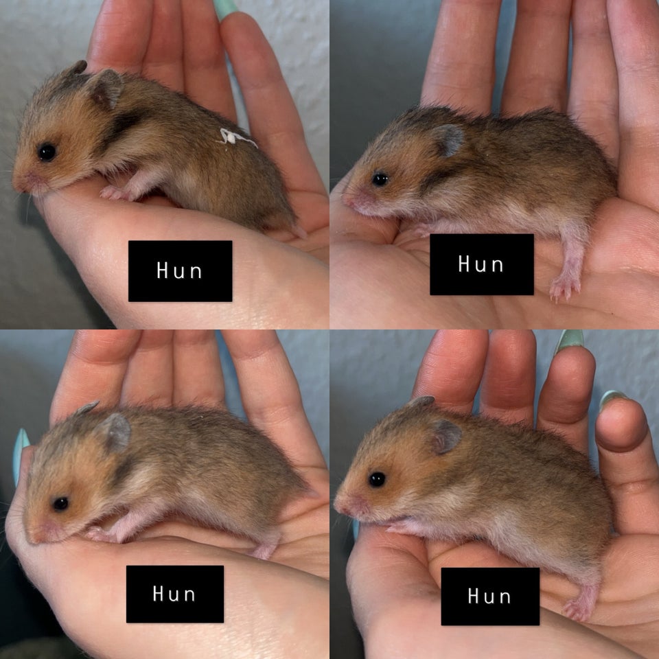 Hamster, Guldhamster, 0 år