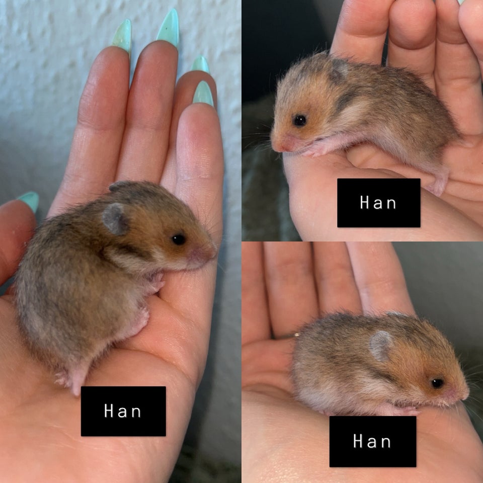 Hamster, Guldhamster, 0 år