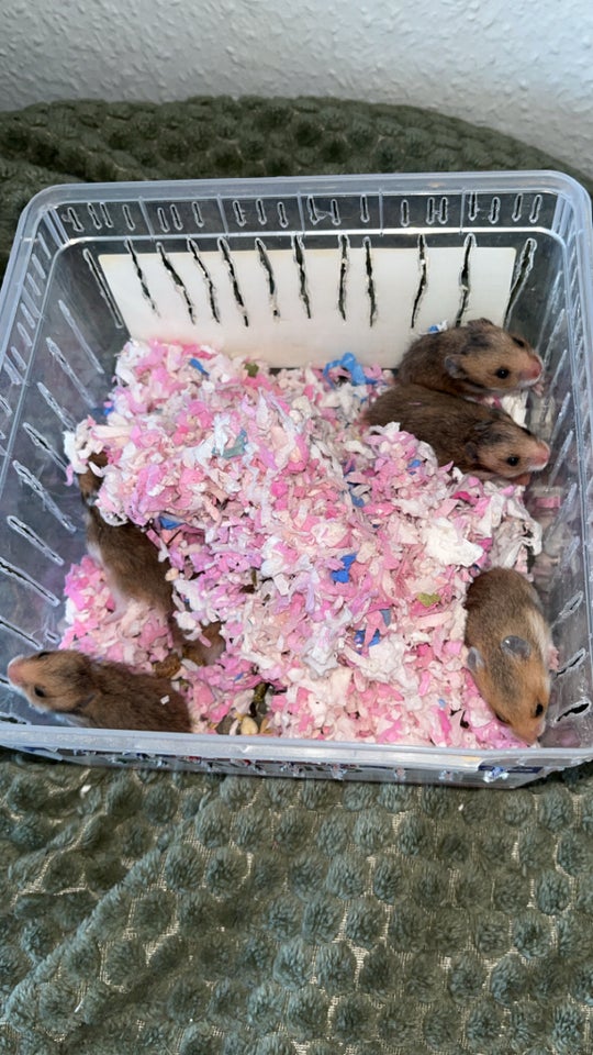 Hamster, Guldhamster, 0 år