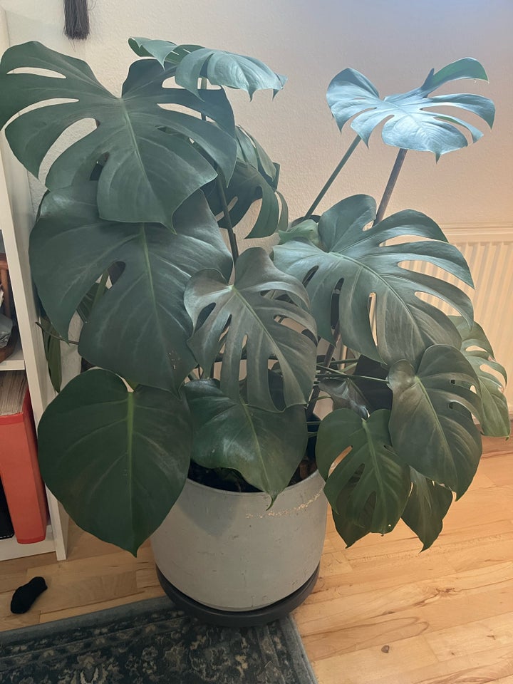 Stueplante Monstera