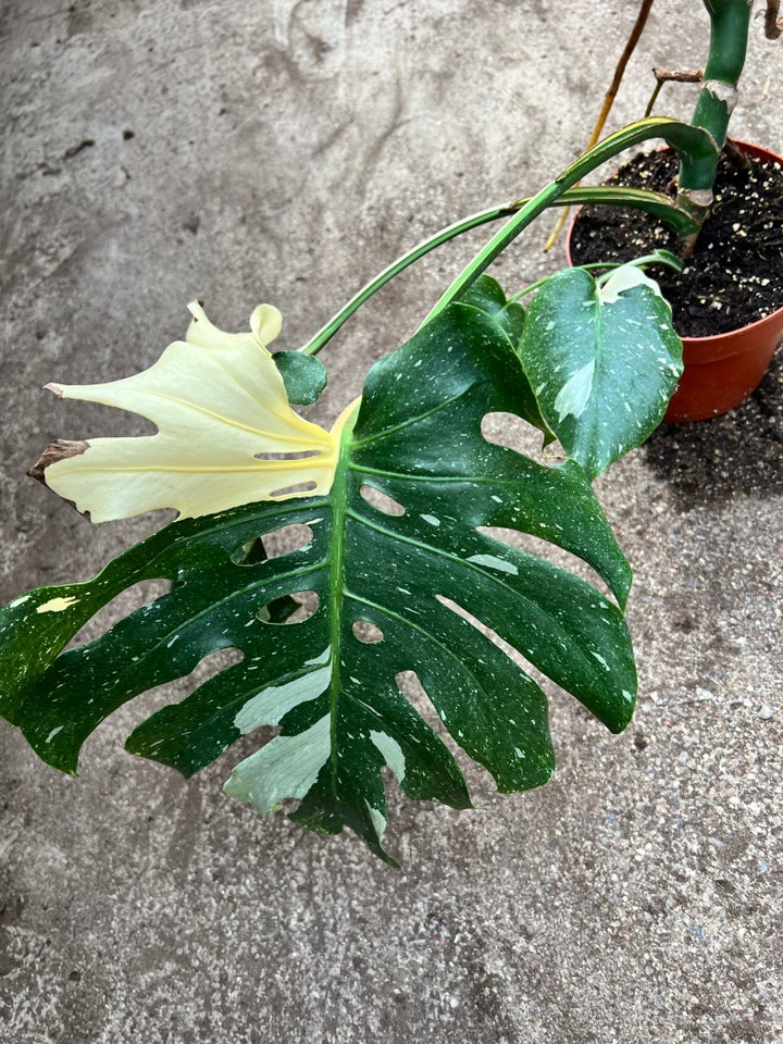 Monstera Monstera Thai