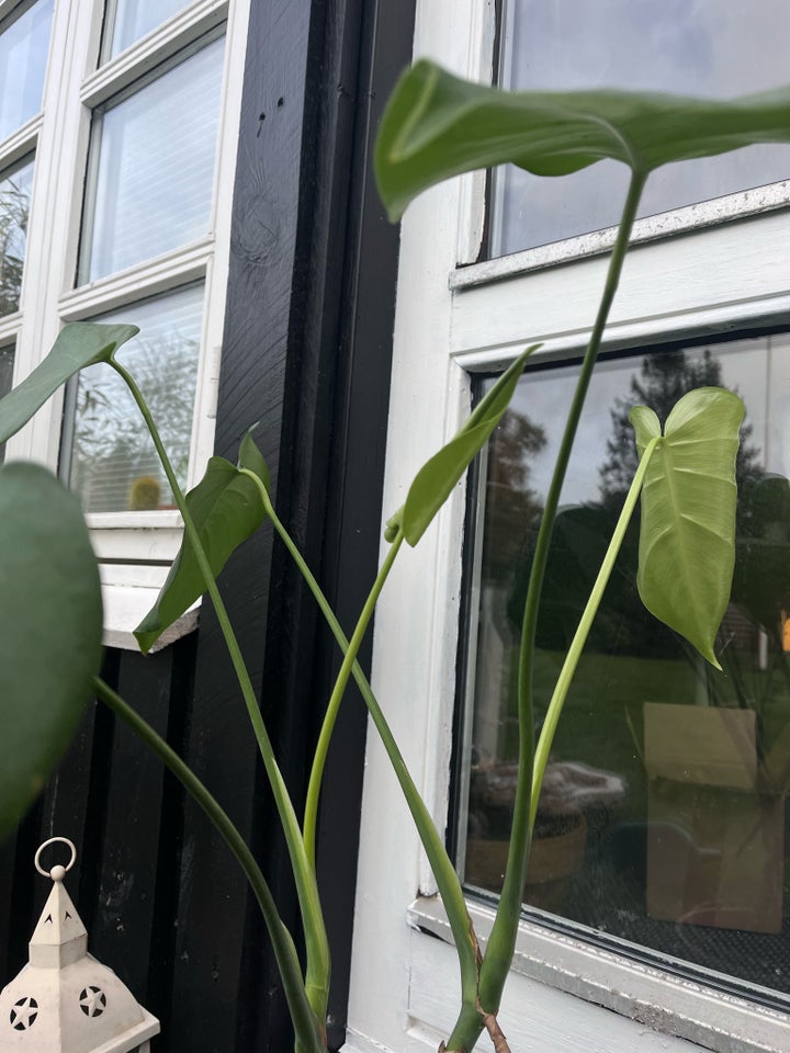 Stueplante, Monstera