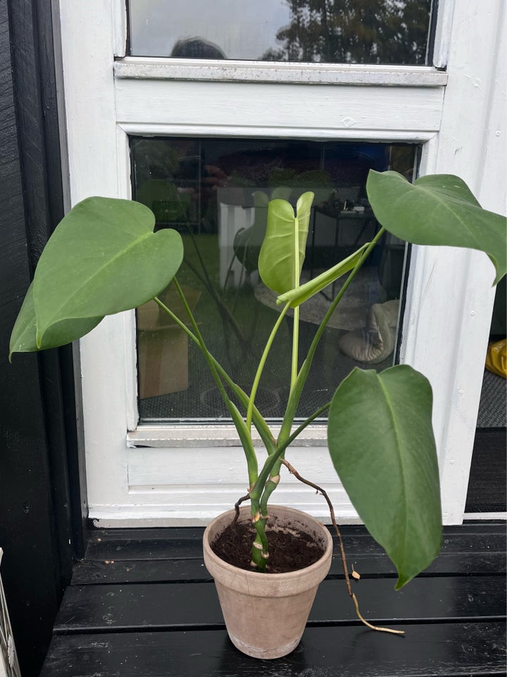 Stueplante, Monstera