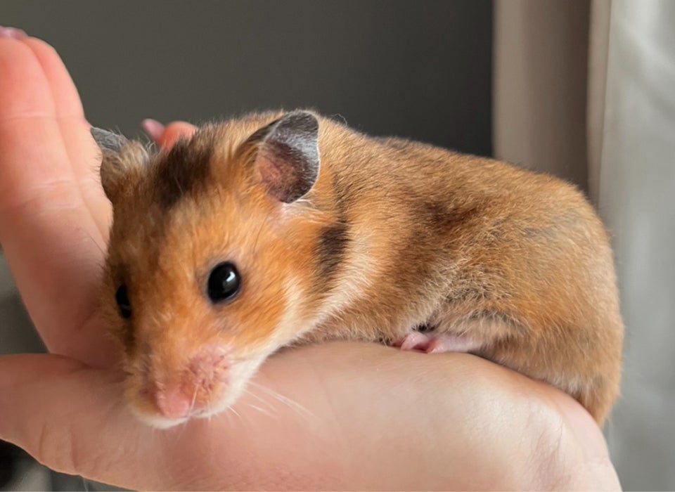 Hamster, Guldhamster, 0 år