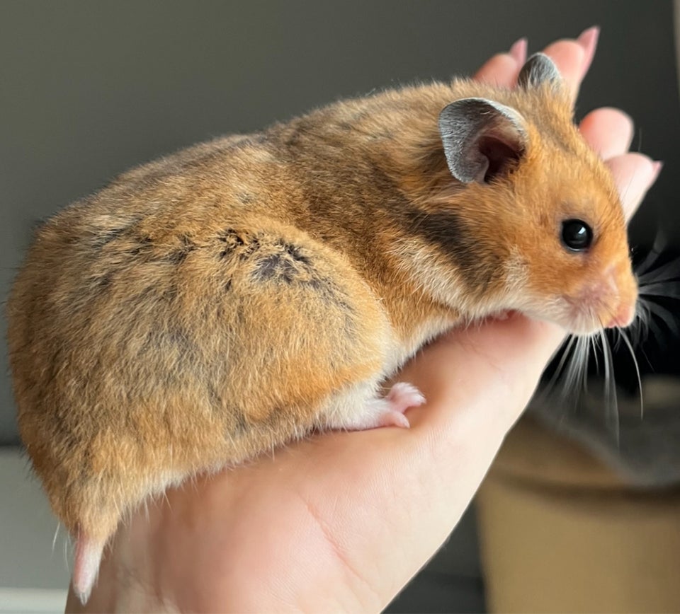 Hamster, Guldhamster, 0 år