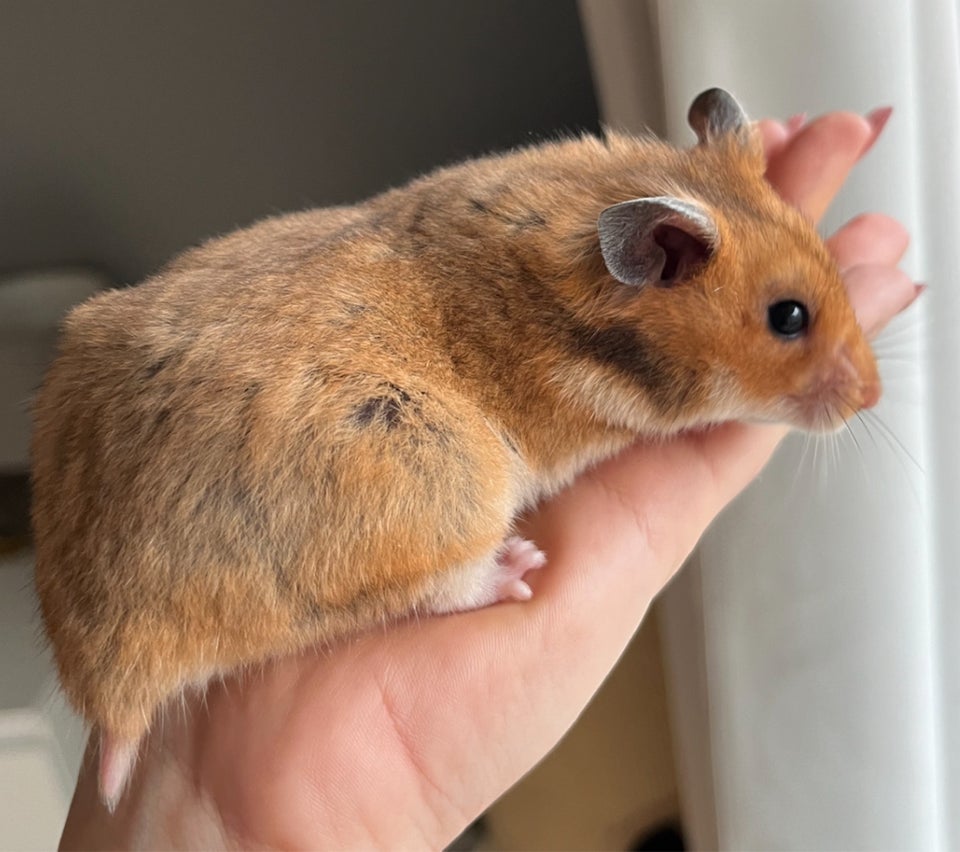 Hamster, Guldhamster, 0 år