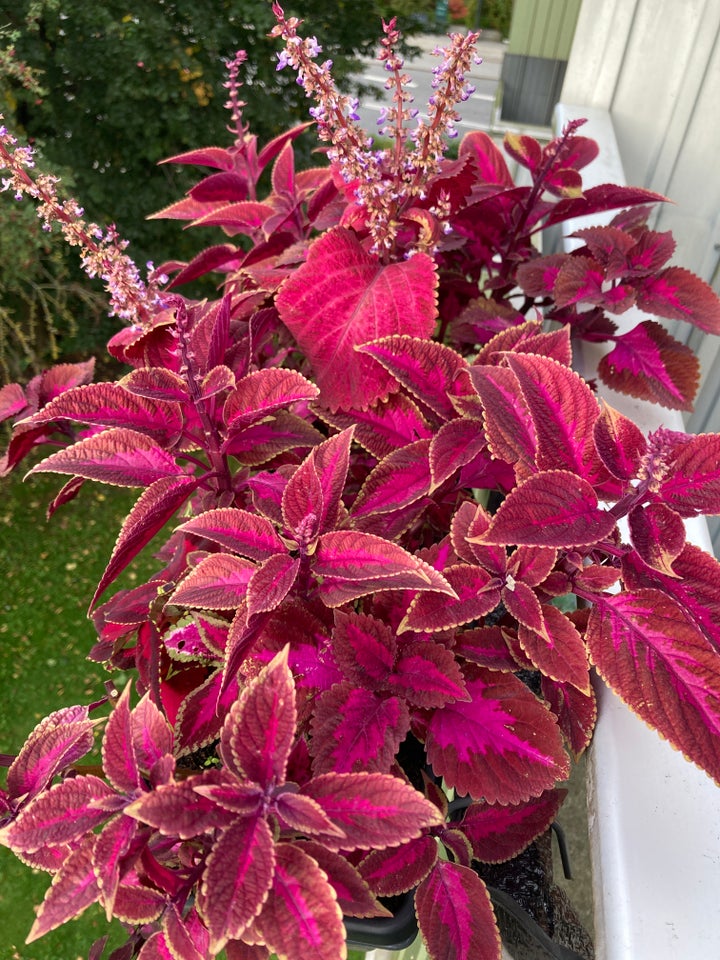 Paletblad, Coleus